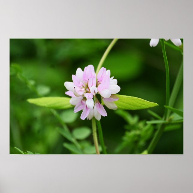 Vit och rosa blommaaffisch poster (Framsidan)