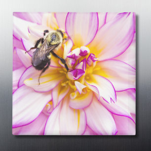 Vit och rosa dahlia med humla magnet