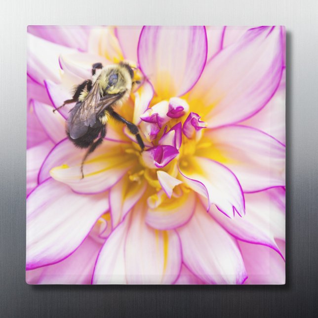 Vit och rosa dahlia med humla magnet (Skapare uppladdad)