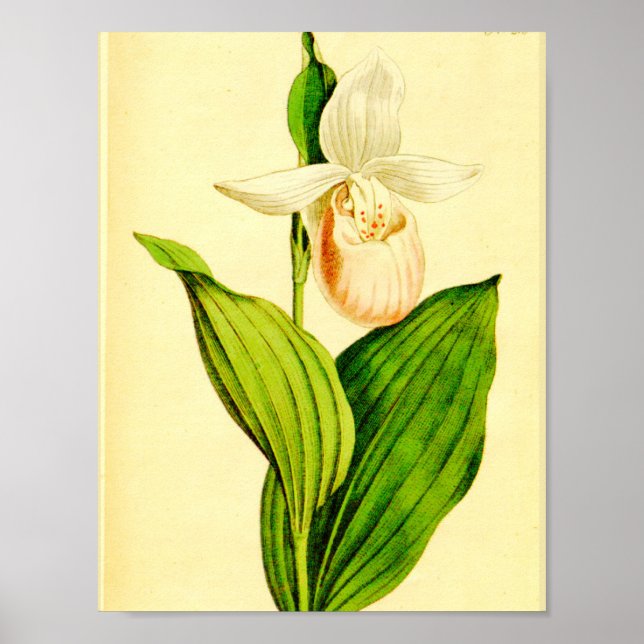 Vit och Rosa Dam-bildskärm Poster (Framsidan)