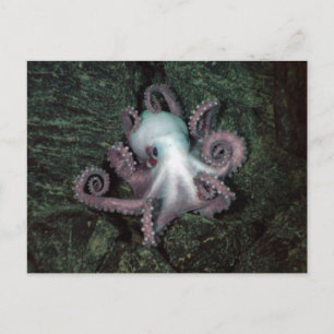 Vit och Rosa Octopus Vykort