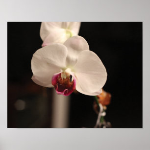 Vit och Rosa Orchid Flower Photo Poster