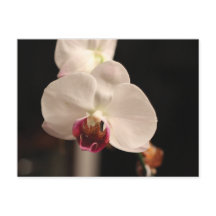 Vit och Rosa Orchid Flower Photo