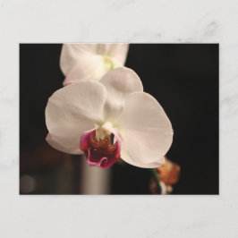 Vit och Rosa Orchid Flower Photo Vykort