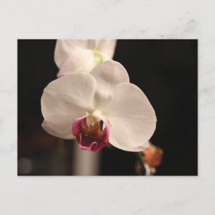 Vit och Rosa Orchid Flower Photo Vykort
