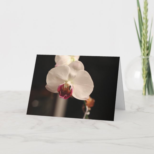 Vit och Rosa Orchid "Grattis på födelsedagen!" Häl Kort (Framsida)