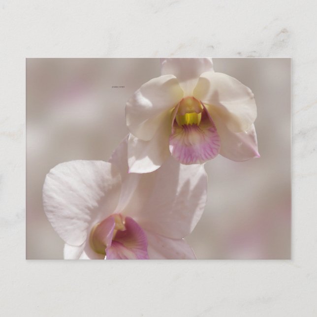 Vit och rosa orkidéblomma på suddig bakgrund vykort (Framsida)