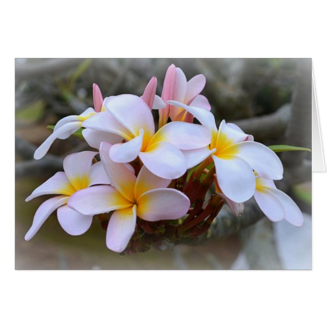Vit och Rosa Plumeria Hälsningskort (Framsidan Horizontal)