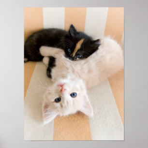 Vit- och svartkattungar poster