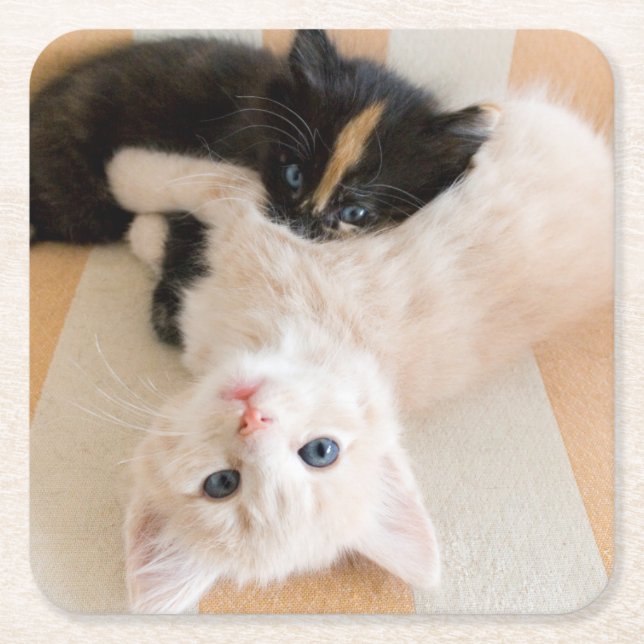 Vit- och svartkattungar underlägg papper kvadrat (Framsidan)