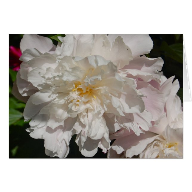 Vit om Rosa Hälsningskort (Framsidan Horizontal)