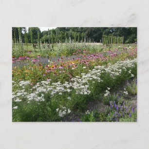Vit Orange Lila Wildblommor Fält DIY Postcard Helg Vykort