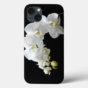 Vit Orchid-Blommar