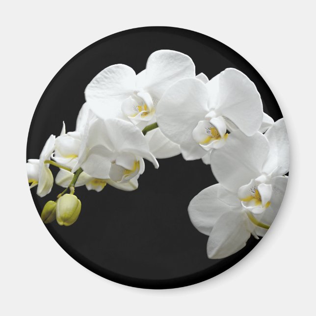 Vit Orchid-Blommar Magnet (Framsidan)