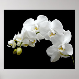 Vit Orchid-Blommar Poster