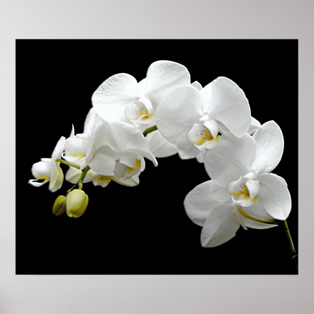 Vit Orchid-Blommar Poster (Framsidan)