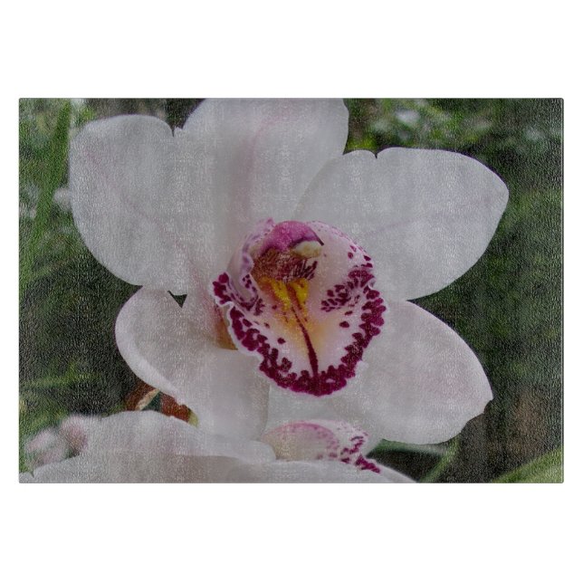 Vit Orchid I vacker tropisk blomma (Framsidan)