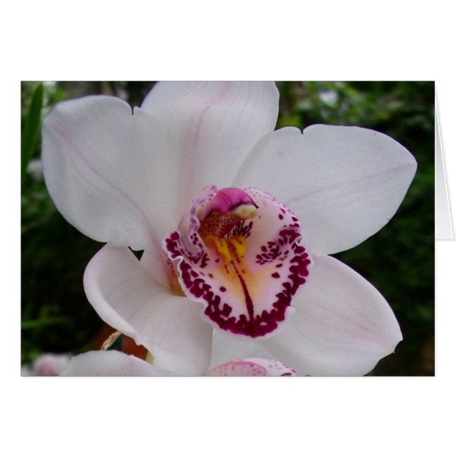 Vit Orchid I vacker tropisk blomma Hälsningskort (Framsidan Horizontal)