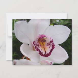 Vit Orchid I vacker tropisk blomma Kort