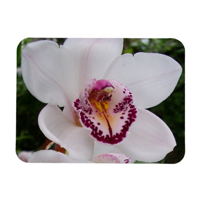 Vit Orchid I vacker tropisk blomma Magnet (Horisontell)