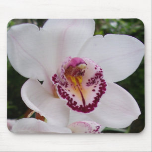 Vit Orchid I vacker tropisk blomma Musmatta