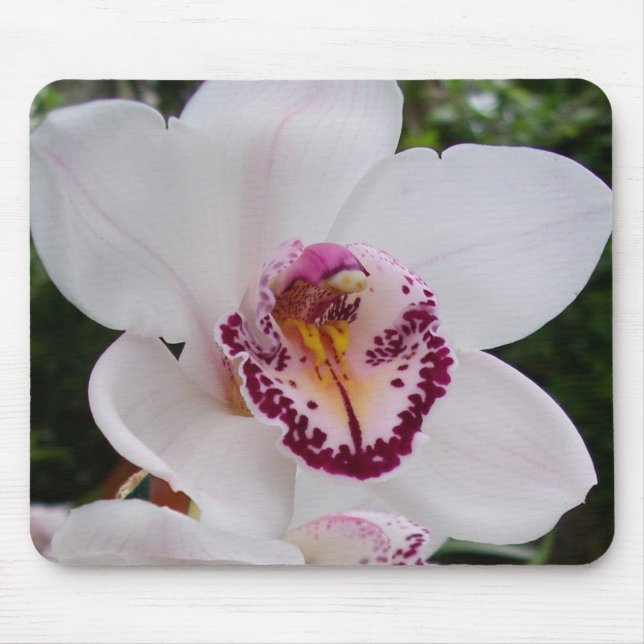 Vit Orchid I vacker tropisk blomma Musmatta (Framsidan)