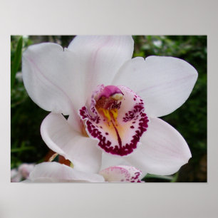 Vit Orchid I vacker tropisk blomma Poster