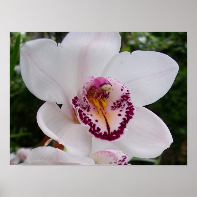 Vit Orchid I vacker tropisk blomma Poster (Framsidan)