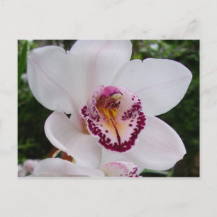 Vit Orchid I vacker tropisk blomma Vykort