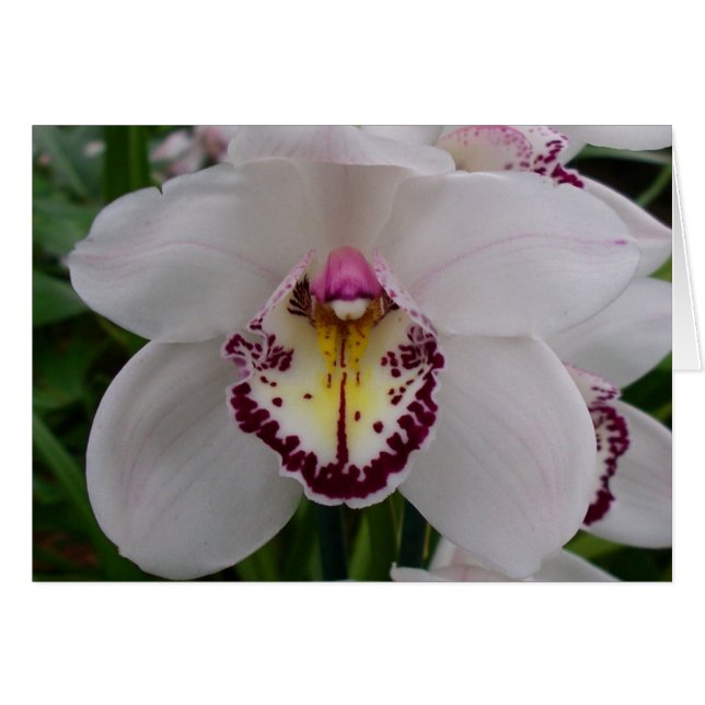 Vit Orchid II Elegant Blommigt Hälsningskort (Framsidan Horizontal)