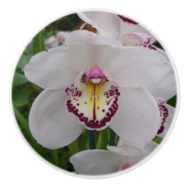Vit Orchid II Elegant Blommigt Knopp