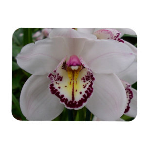 Vit Orchid II Elegant Blommigt Magnet