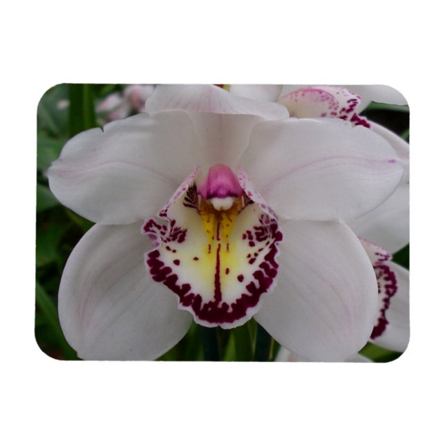 Vit Orchid II Elegant Blommigt Magnet (Horisontell)