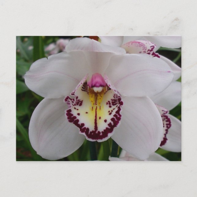 Vit Orchid II Elegant Blommigt Vykort (Framsida)