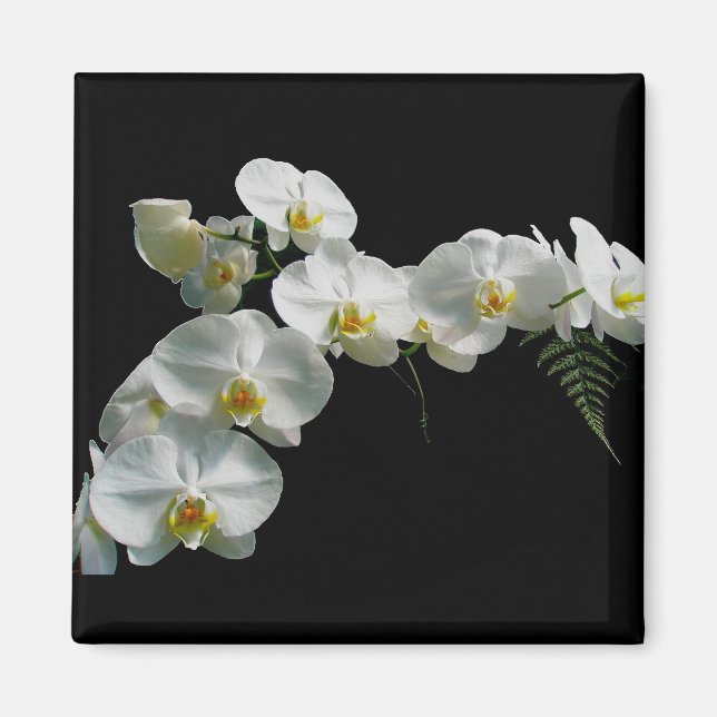 Vit Orchid Magnet (Framsidan)