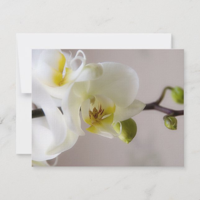 Vit Orchid ・ OSA för bröllopsinbjudan Kort (Framsida)