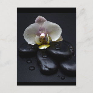 Vit Orchid på svarta stenar Vykort