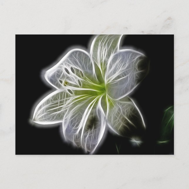 Vit, orchid, rektum på svart vykort (Framsida)