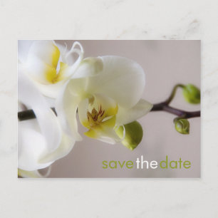 Vit Orchid ・ Spara datum vykort