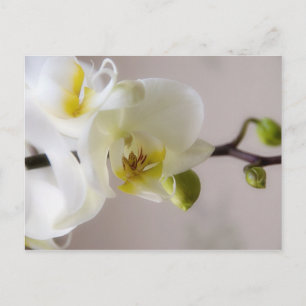 Vit Orchid - vykort