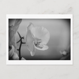 Vit Orchid - vykort