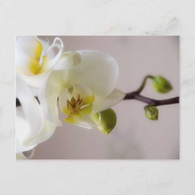 Vit Orchid - vykort (Framsida)