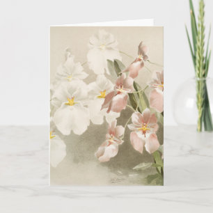 Vit Orchids Flower Vintage Old Illustration Kort