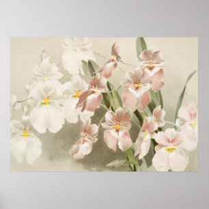 Vit Orchids Flower Vintage Old Illustration Poster