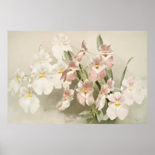 Vit Orchids Flower Vintage Old Illustration Poster