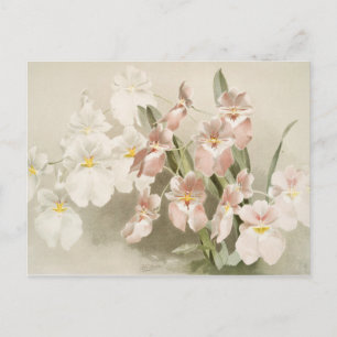 Vit Orchids Flower Vintage Old Illustration Vykort
