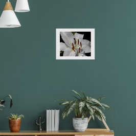 Vit Orientalisk Lilja Blommig Fotografisk Poster