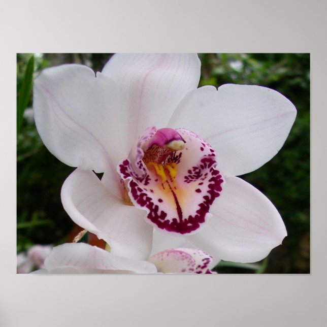 Vit orkidé I Vacker tropisk blomma Poster (Framsidan)