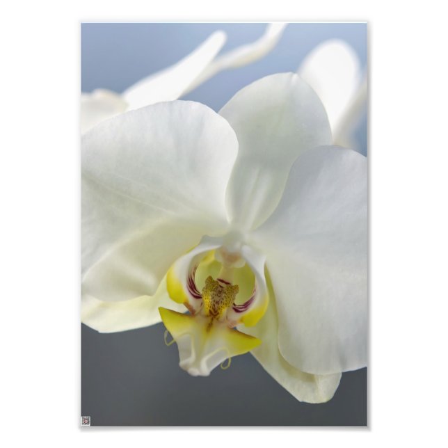 Vit orkidéblomma fototryck (Framsidan)