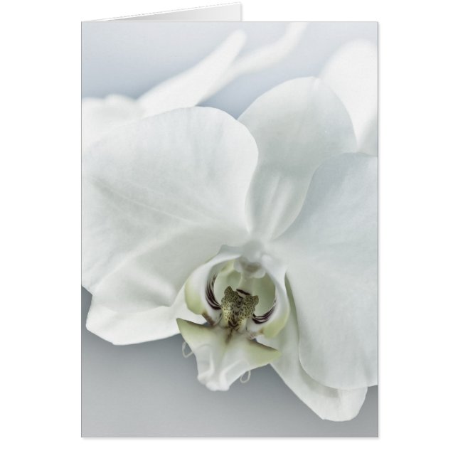 Vit orkidéblomma hälsningskort (Framsidan)